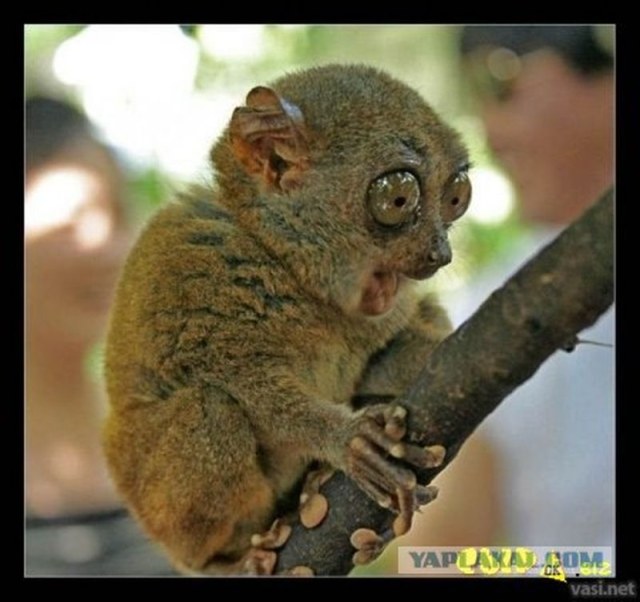 post-13-12663170273989 - копия.jpg